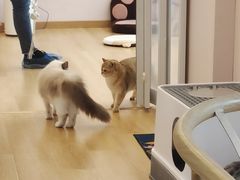 -猫咪派对(江南西店)