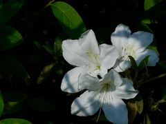 -南宁良凤江国家森林公园