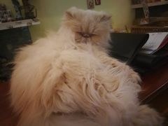 -猫色咖啡·猫咖