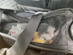 -创凡宠物医院·骨专科  猫科中心(西乡分院)