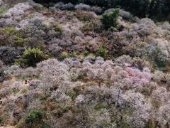 -鸡枕山