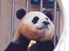 -卧龙中华大熊猫苑神树坪基地