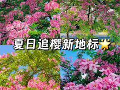 -中山市树木园