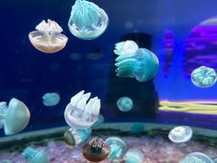 -欢乐海岸海洋奇梦馆