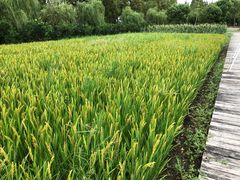 -前小桔亲子创意农场·草莓采摘·露营烧烤