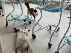 -怪兽屋·羊驼·猫咖·狗咖(俊华广场店)