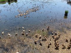 -野鸭湖国家湿地公园