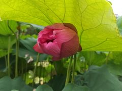 -陈家山荷花公园