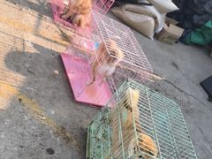 -中环花鸟鱼虫市场