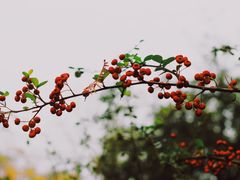 -杭州植物园