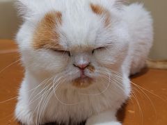 -藏猫猫咖啡主题馆(中央大道店)