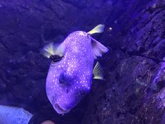 -梦幻海洋王国(吾悦广场张家港店)