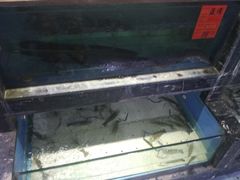 -渔傅·蓝海岸霞浦海鲜(正祥店)