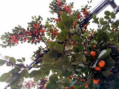 -白老三牛肉丸子面(平阳广场店)