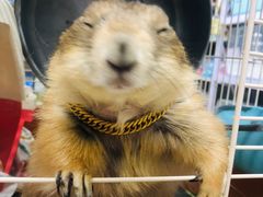 -钓仓鼠(洋桥北里小区店)