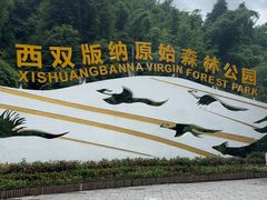 -西双版纳原始森林公园