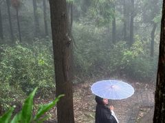 -玉苍山国家森林公园