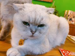 -李小姐の猫咖啡馆(五角场店)
