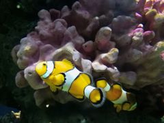 -暹罗海洋世界