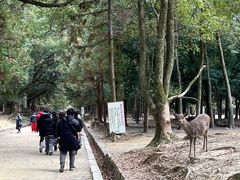 -奈良公园