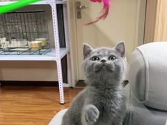 -喵百万·布偶·蓝金金渐层英短·猫舍(百子湾店)