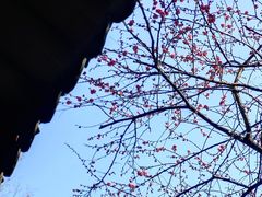 -西泠印社