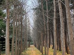 -洛阳市隋唐城遗址植物园