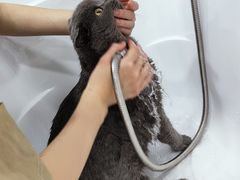-爱洗澡的猫(天河路店)