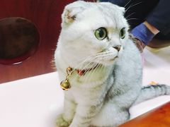 -李小姐の猫咖啡馆(五角场店)