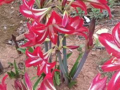 -昆明国际花卉拍卖交易中心