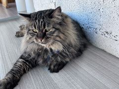 -藏猫猫咖啡主题馆(中央大道店)