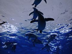 -珠海长隆海洋王国