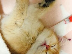 -欣宠猫屋·矮脚拿破仑·蓝金金渐层