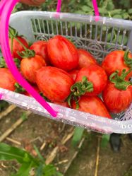 -蓝呗呗蓝莓草莓采摘园(通州区马驹桥店)