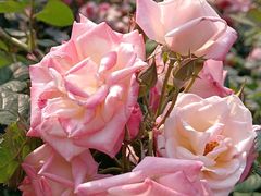 -人民公园(罗湖区)