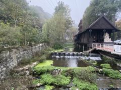 -Local泰莲庭(虹鳟鱼店)