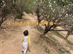 -南国桃园旅游度假区