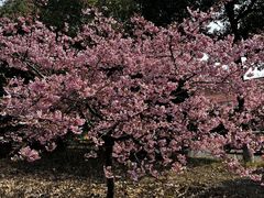 -顾村公园