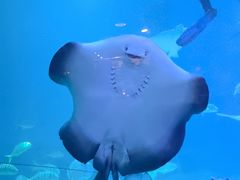 -烟台海昌鲸鲨海洋公园