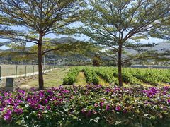 -亚龙湾国际玫瑰谷