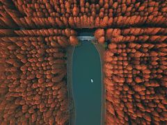 -水杉园