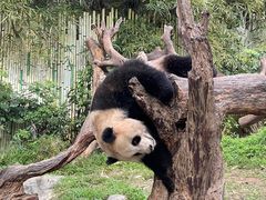 -广州长隆野生动物世界
