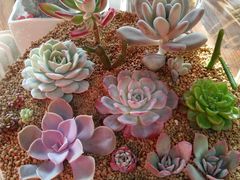-宝鸡东道花鸟鱼虫市场(吉利花园商场店)