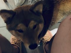 -柴务处·柴犬主题狗咖