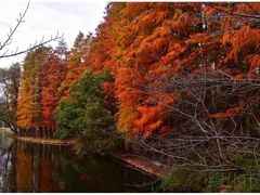 -上海海湾国家森林公园