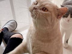 -Catmate·猫肥家润(金润铂宫店)