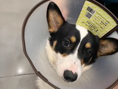 -宠颐生动物医院·小陆分院