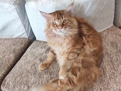 -藏猫猫咖啡主题馆(中央大道店)