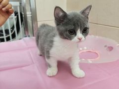 -北京观赏动物医院·24小时大型综合·猫专科·异宠专科
