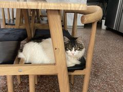 -白翔甜食店